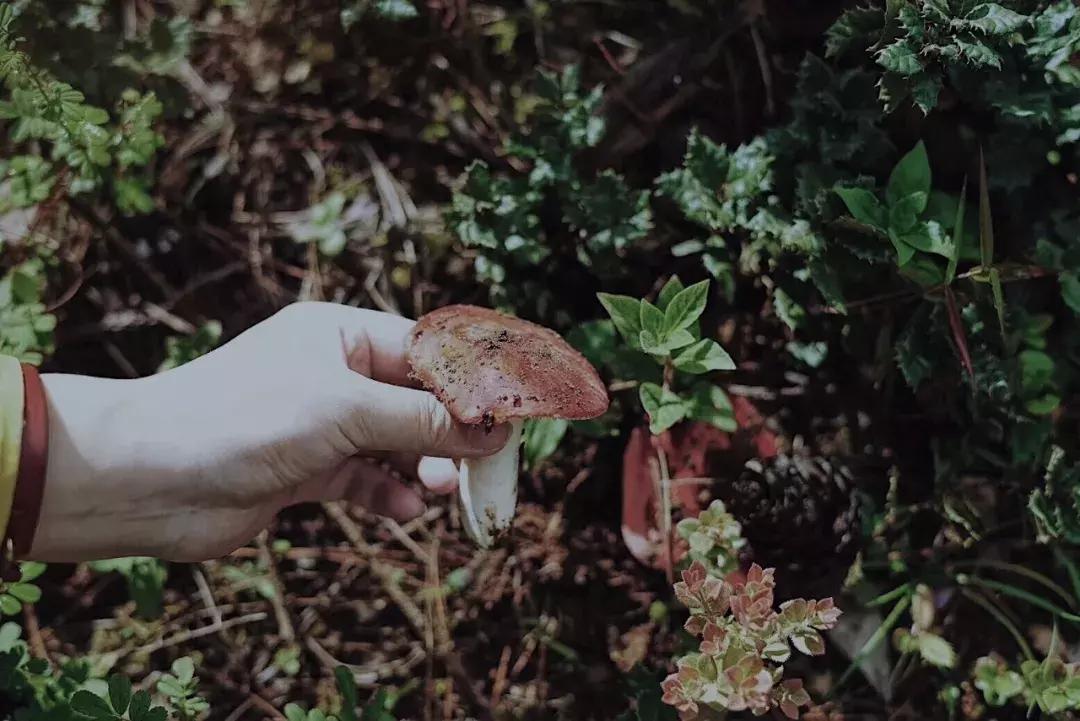 舌尖上的美味美国,有好多舌尖上的美食