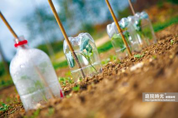变废为宝自制栽培绿植器皿,塑料瓶创意绿植盆栽旧物利用