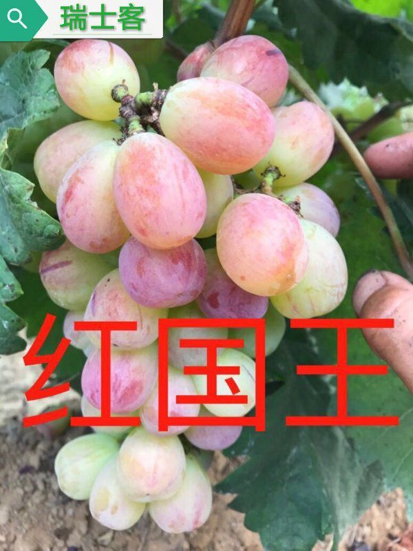 巨峰葡萄最新早熟品种,最适合巨峰葡萄最新种植技术