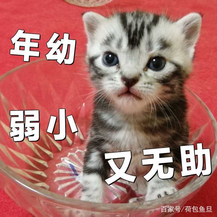 猫咪零食大全推荐,猫咪最喜欢吃什么零食