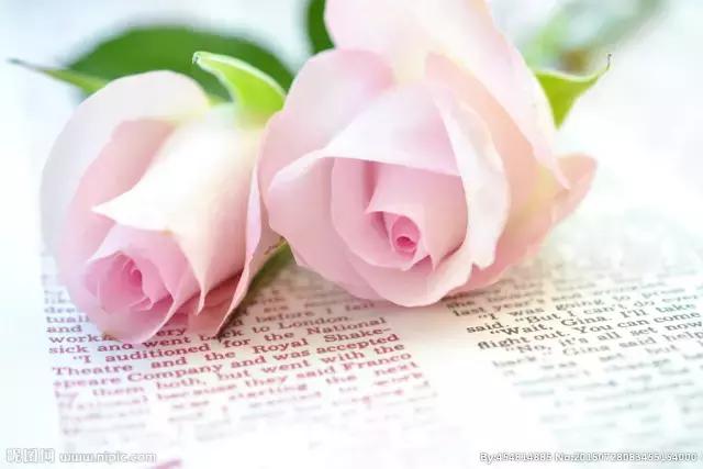 不同颜色玫瑰代表的花语,情人节送自己的玫瑰花语