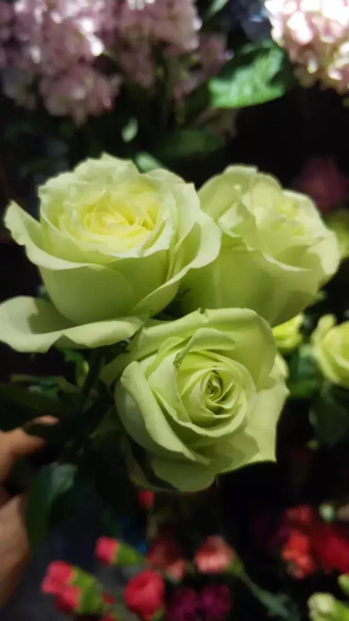 不同颜色玫瑰代表的花语,情人节送自己的玫瑰花语