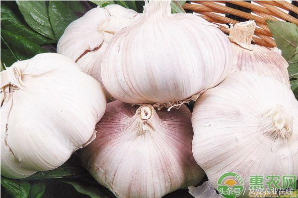 今日上午邳州大蒜最新价格,今天下午金乡大蒜最新价格