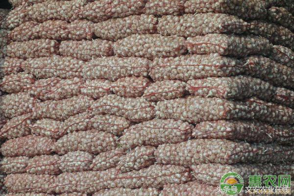 大蒜收购今日行情,今日全国各地大蒜批发价格