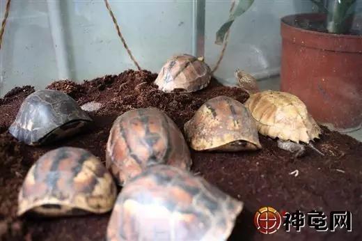 养龟处罚,多年养龟都不知道的误区