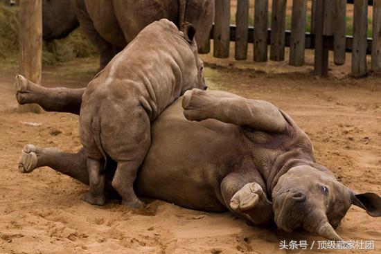 犀牛角的特征和图片,犀牛角的种类图片大全