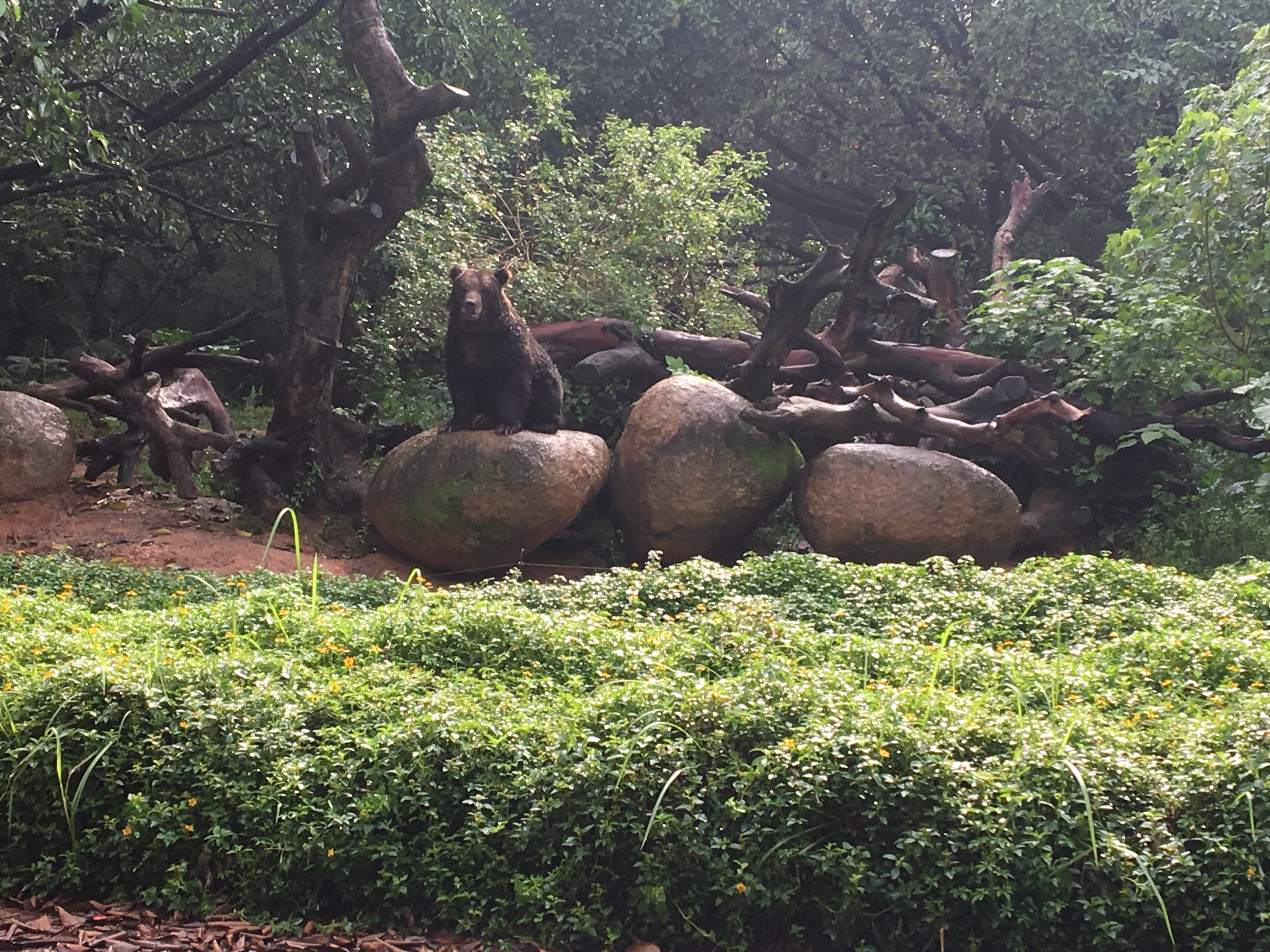 长隆野生动物园游玩攻略,长隆野生动物园