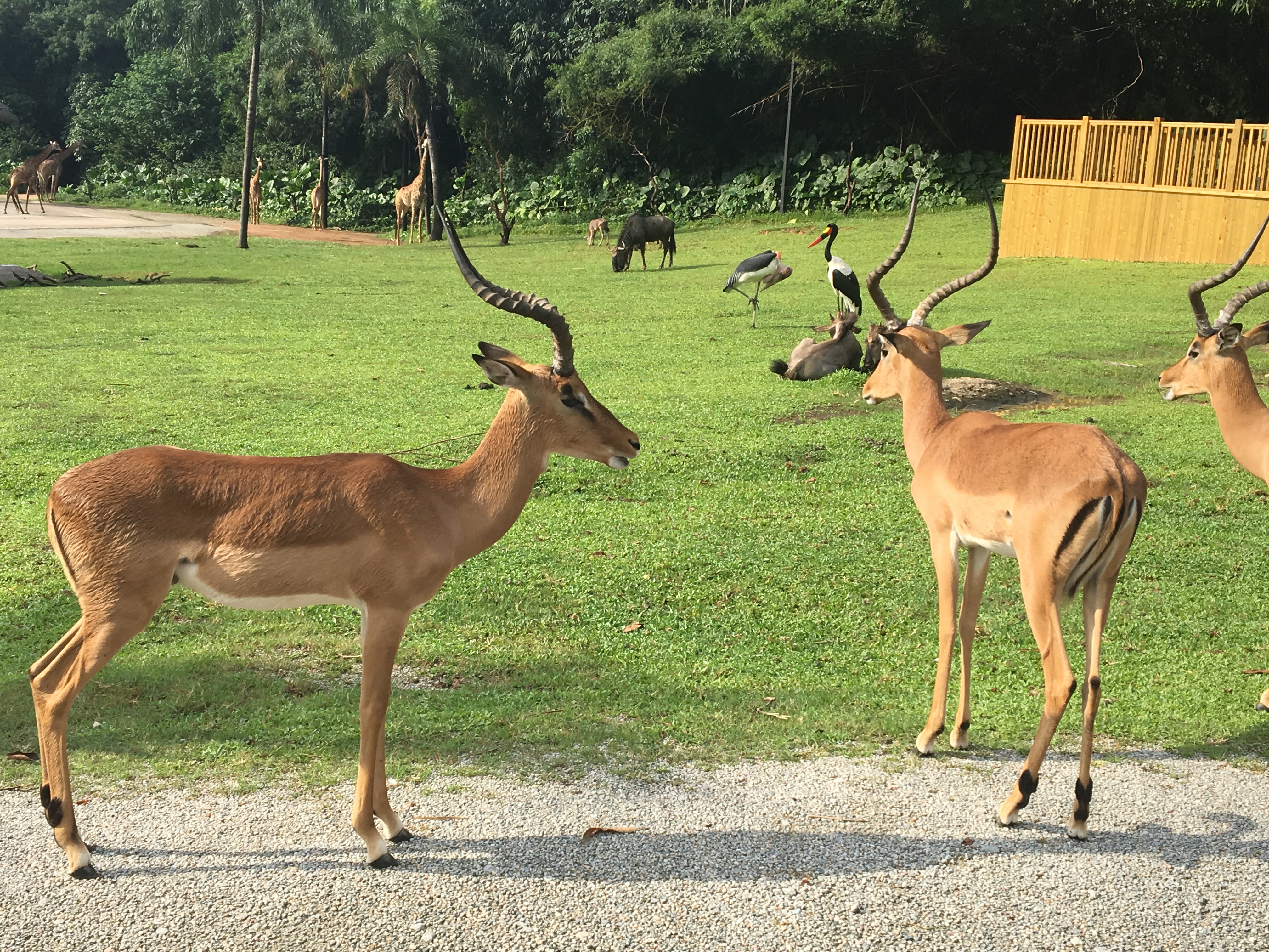长隆野生动物园游玩攻略,长隆野生动物园