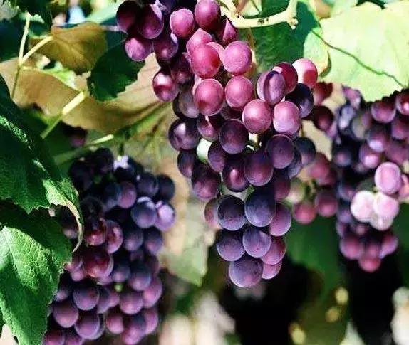 好种又好卖的15个葡萄品种,好种的葡萄苗