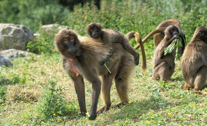 东非雌性狒狒真实长相,狮尾狒狒的长相
