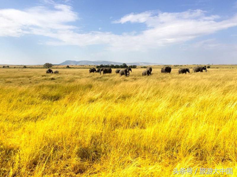 非洲猪瘟竟源于“地球伤疤”大裂谷：这儿一夫多妻，可怕少女割礼