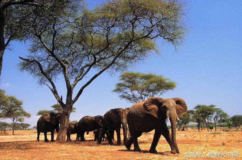 非洲猪瘟竟源于“地球伤疤”大裂谷：这儿一夫多妻，可怕少女割礼