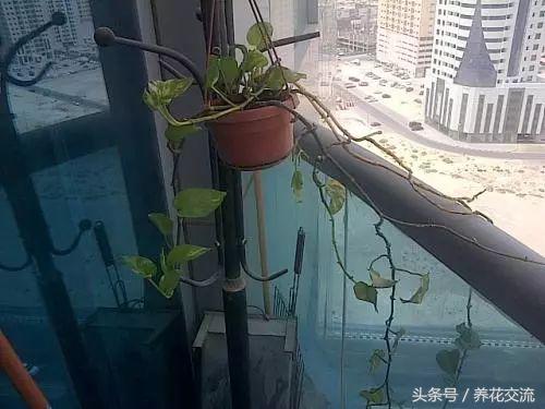 绿萝水培到土培注意事项,水培绿萝的十大禁忌