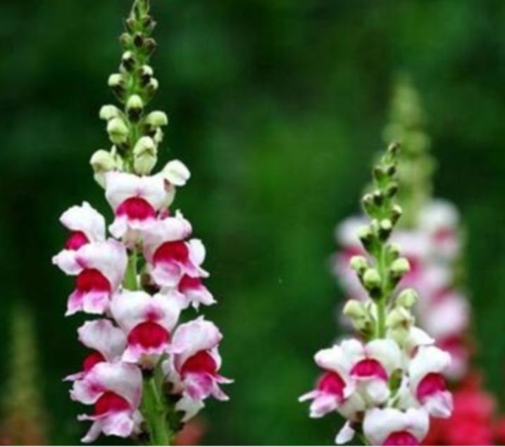 重瓣大花金鱼草的养殖方法,有关金鱼草的养殖方法和注意事项