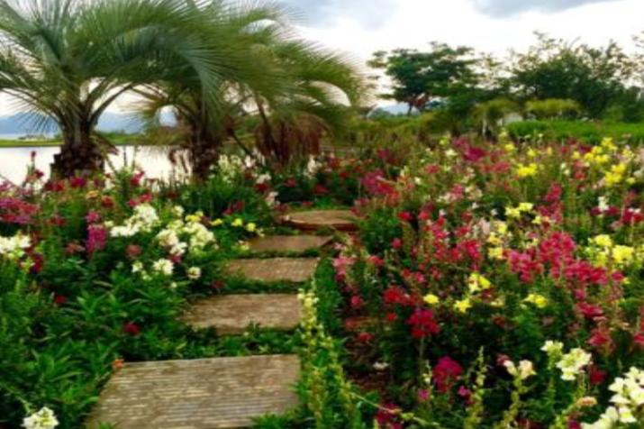 重瓣大花金鱼草的养殖方法,有关金鱼草的养殖方法和注意事项