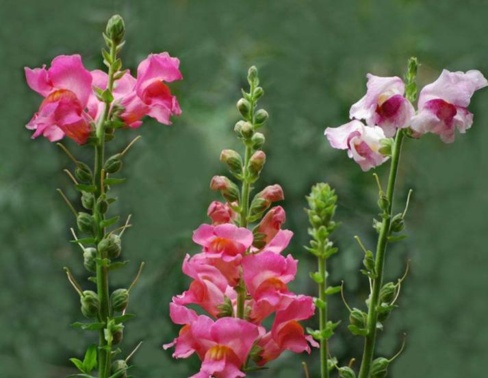 重瓣大花金鱼草的养殖方法,有关金鱼草的养殖方法和注意事项