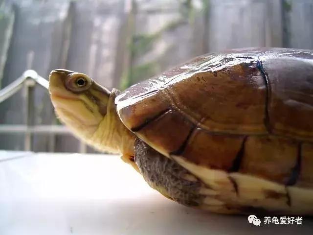 水龟不吃食趴缸是什么原因,黄喉拟水龟不下水