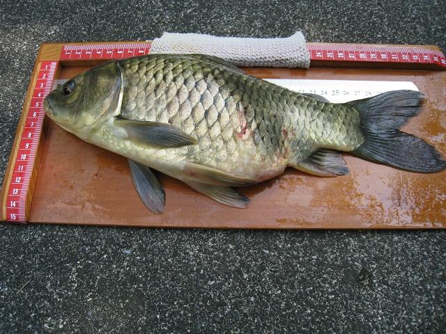 野生的鲫鱼很白正常吗,野生鲫鱼的最简单识别方法