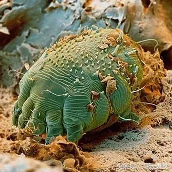 狗狗起红疹怎么办,狗狗红疹怎么治