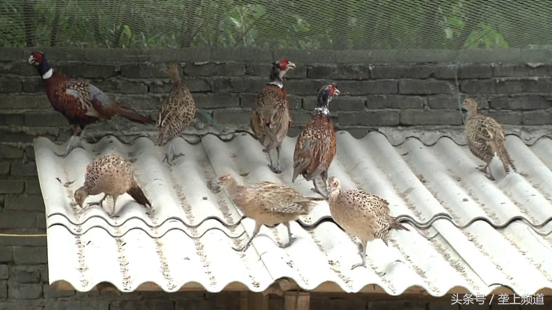 吃玉米、啄树皮，中药做护理，2斤多重的狂野“山鸡”，有啥特别