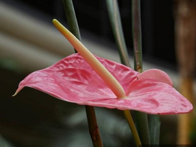 红掌怎样修剪才能长得更大,红掌怎样修剪才能长得更高