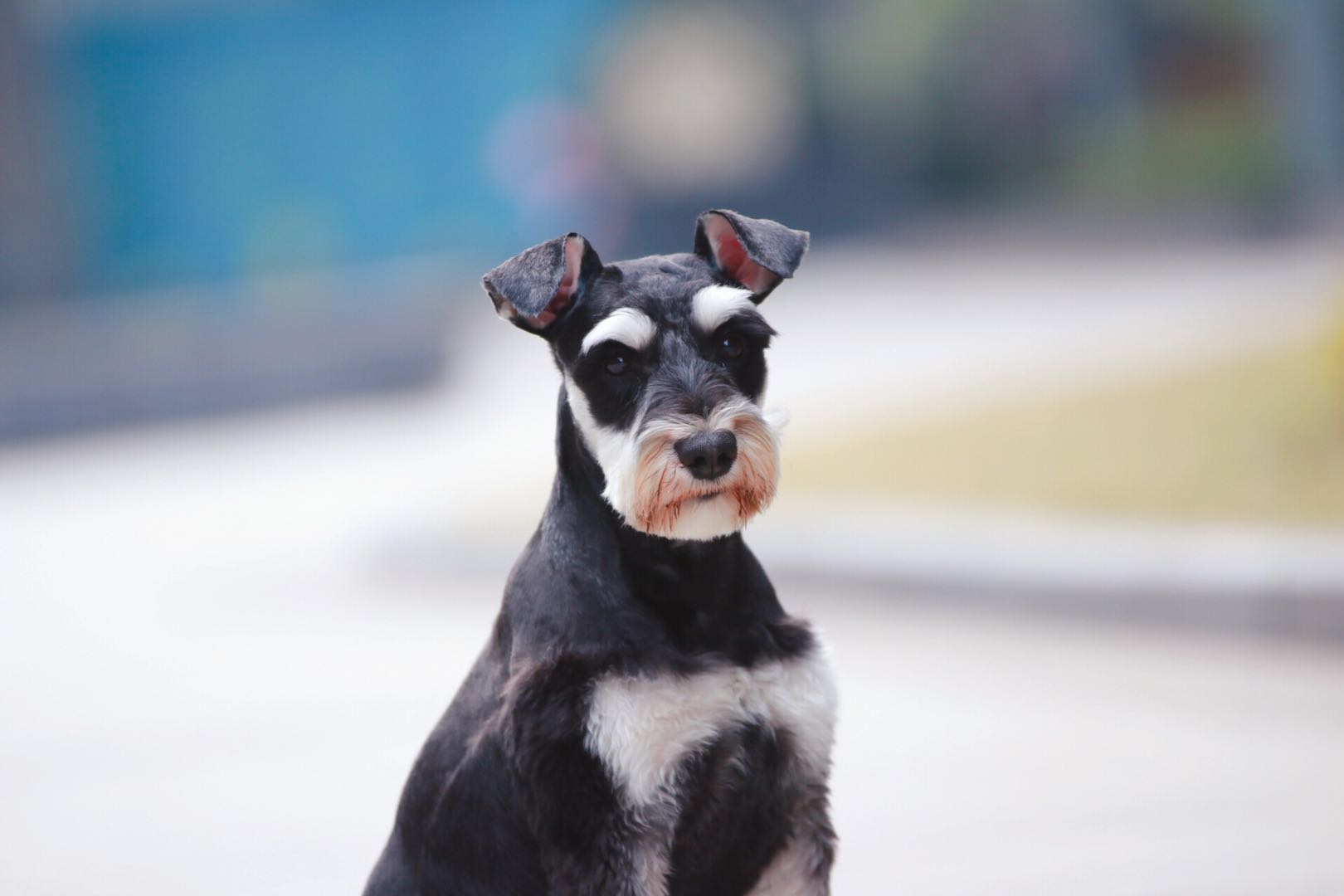 胰腺的作用与功能,胰腺是什么