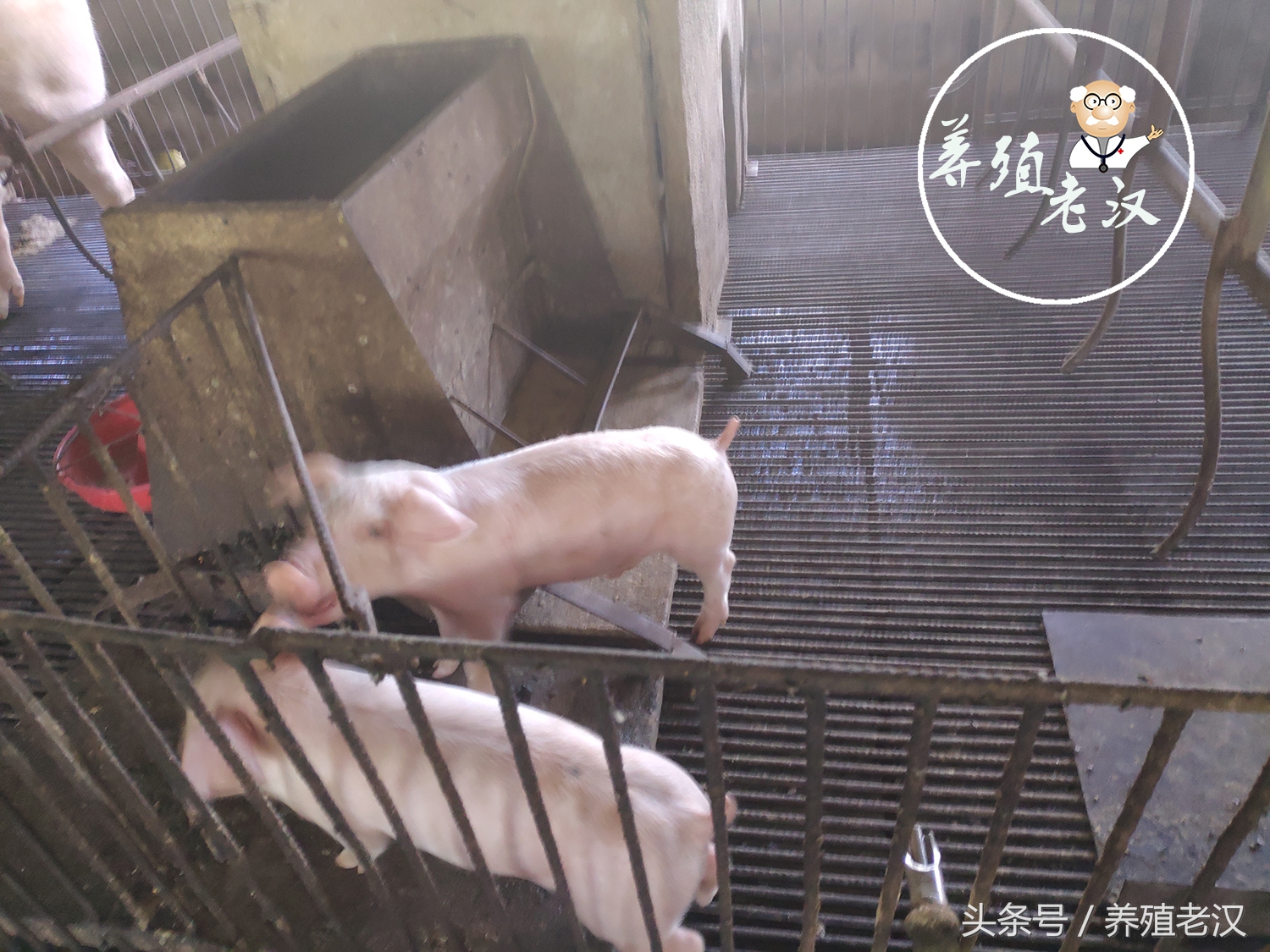 大型养猪场怎样解决猪饮水,养猪饮水很有讲究