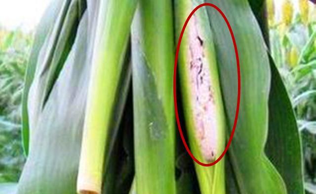 高粱生病康复,高粱生病病危