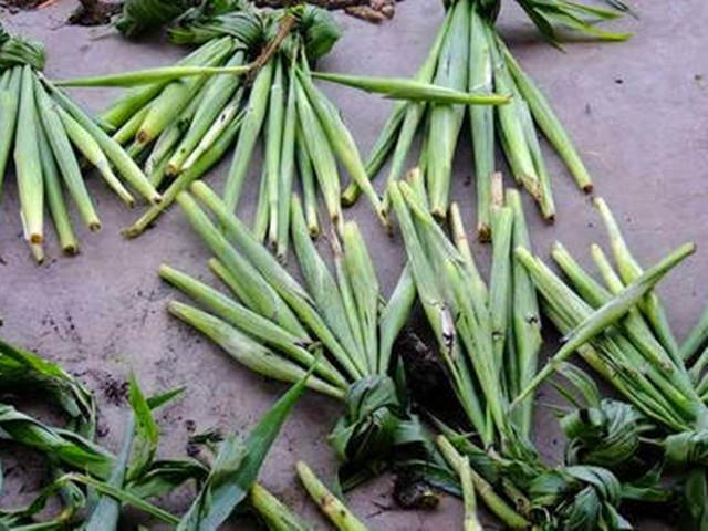 高粱地里的荞麦,高粱地里稻花香