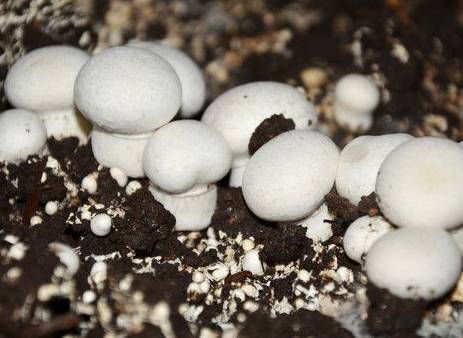 农村小型厂致富商机,农村商机加盟项目