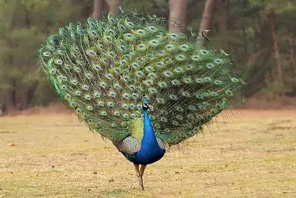 曝光6个适合农村人致富项目,农村特种种植致富项目有哪些