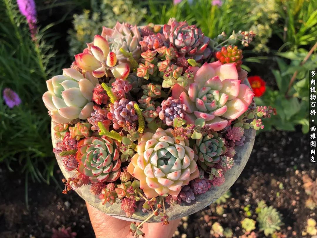 入坑几年的多肉新手,入坑多肉第一年景天科