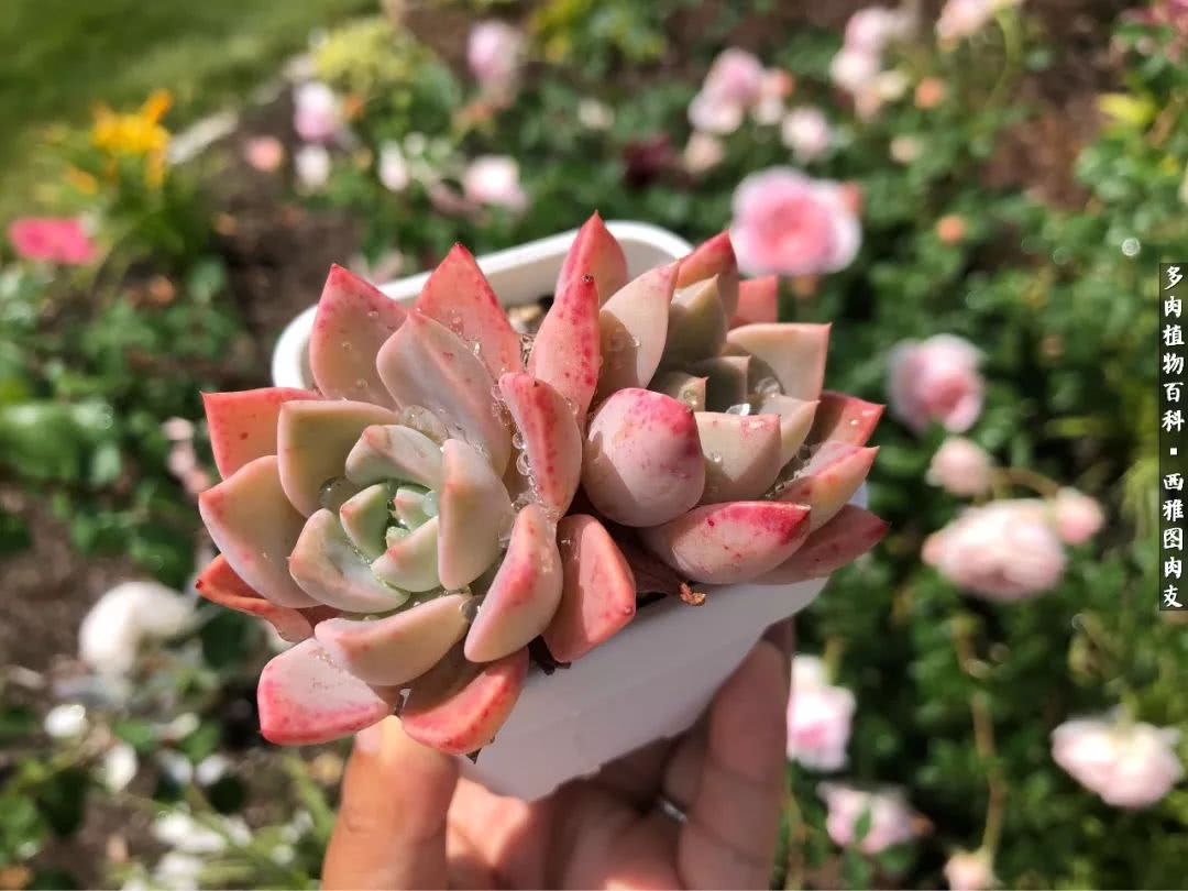 美国多肉,多肉西雅图