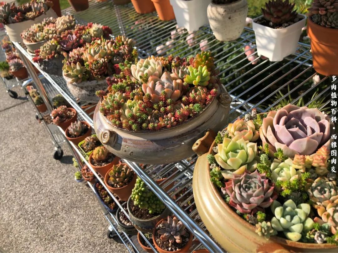 美国多肉,多肉西雅图