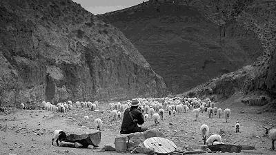 电影塔洛讽刺什么,塔洛最后的结局