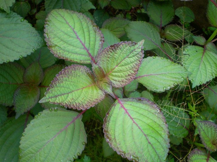 泡菜生白花用紫苏怎么处理,紫苏能去除泡菜白花吗