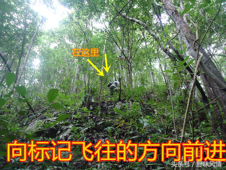 蜂箱旁诱捕马蜂的最佳方法,诱蜂洞如何引诱马蜂