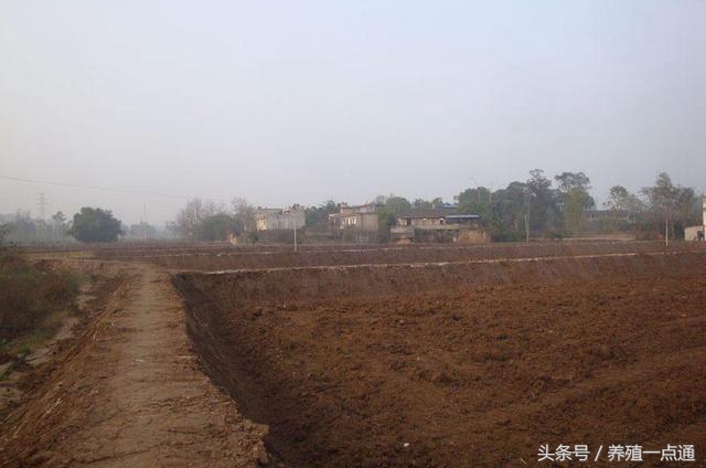 泥鳅养殖创业好项目,池塘养泥鳅一亩地投资多少钱