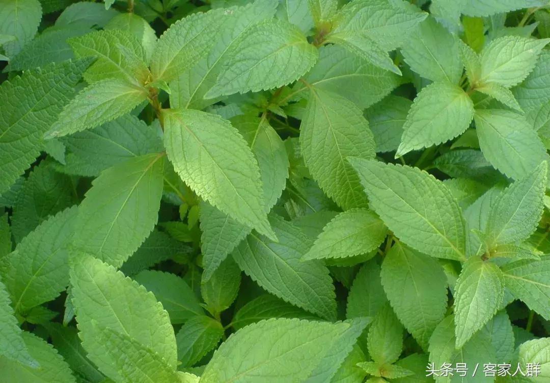 客家人煮汤有哪些草药,梅州客家煲汤药材根