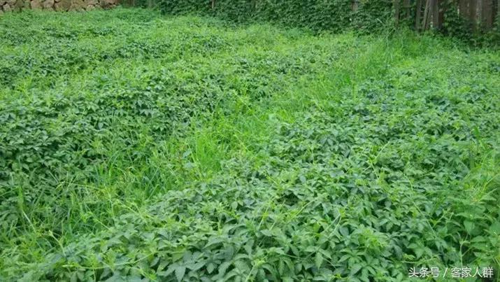 客家人煮汤有哪些草药,梅州客家煲汤药材根