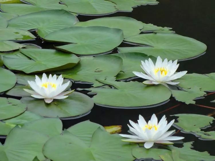 花之声杜鹃花,花之声歌曲