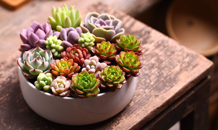 多肉总是掉花瓣怎么处理,多肉容易掉叶子的问题