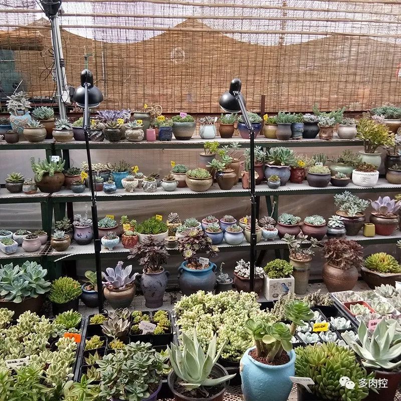 如何养好多多肉,怎么才能养好多肉盆栽