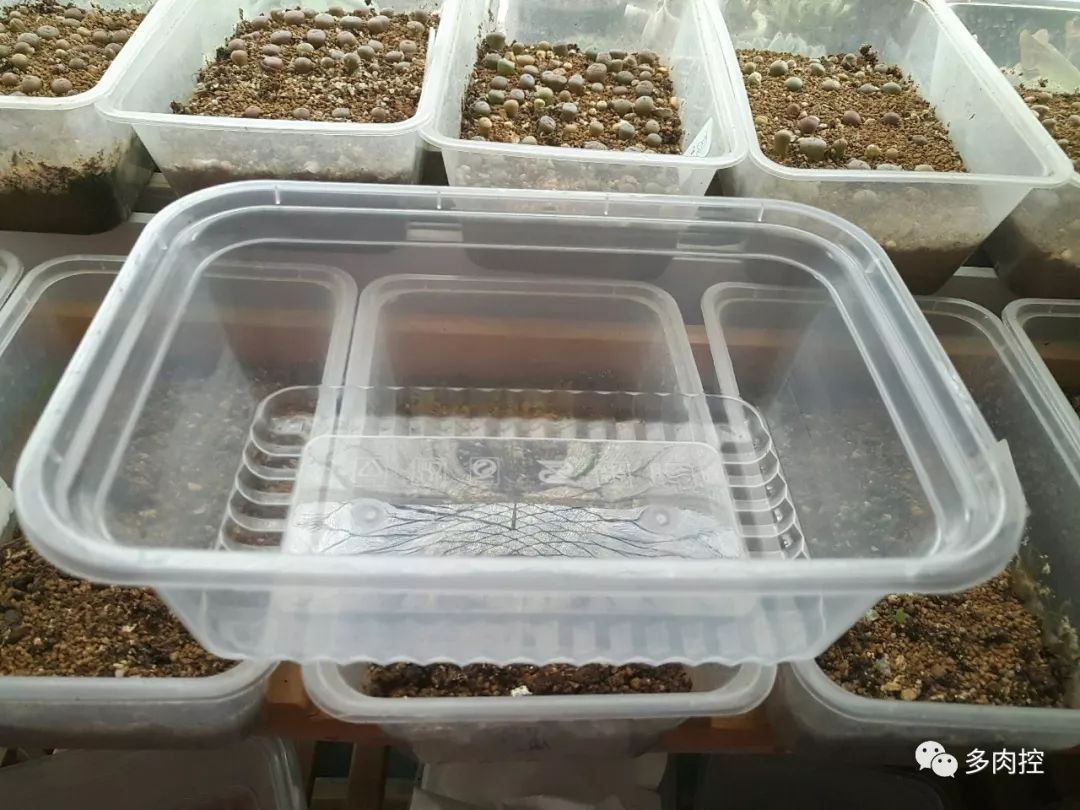 如何养好多多肉,怎么才能养好多肉盆栽