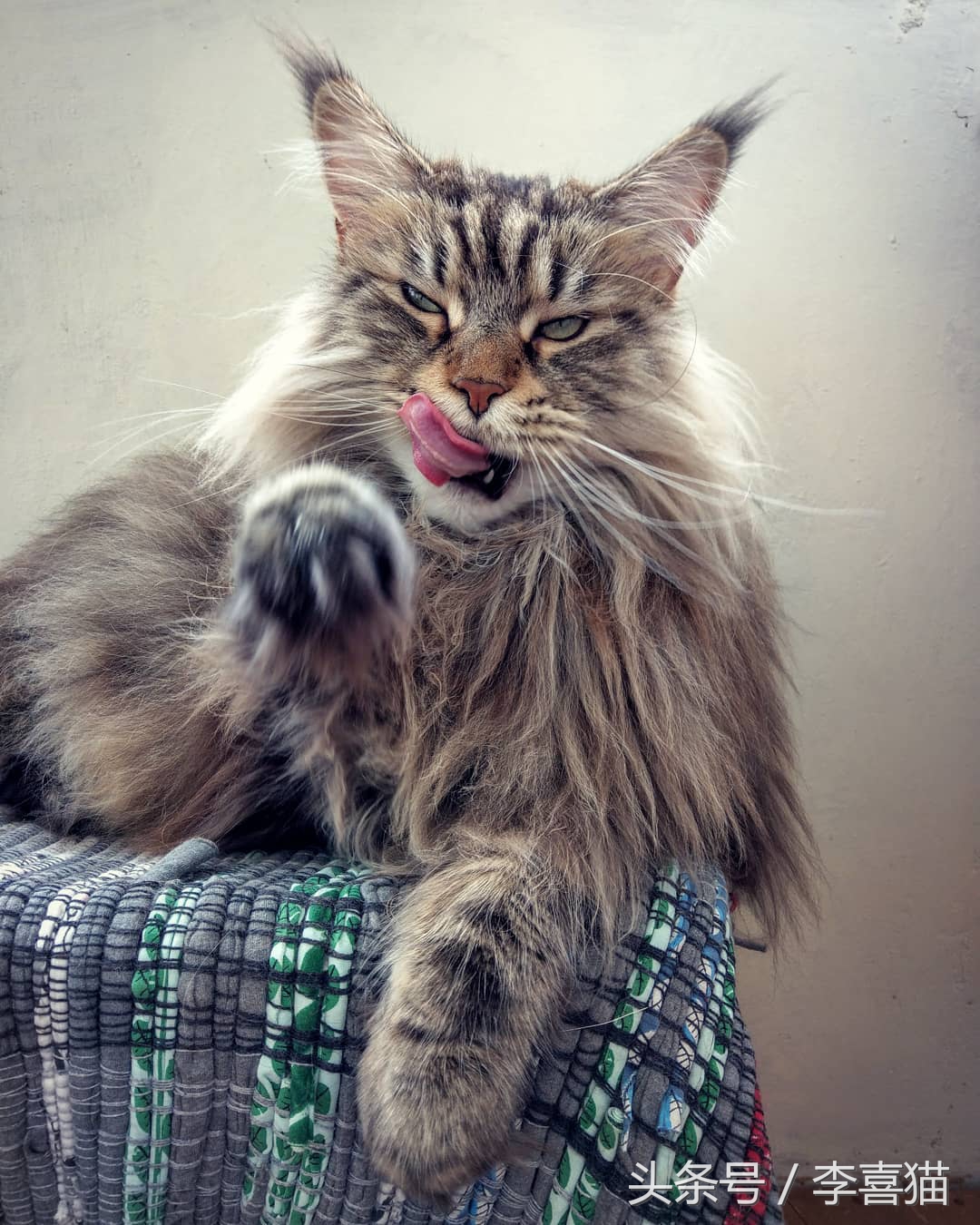 缅因猫霸气侧漏瞬间,缅因猫有多霸气多帅