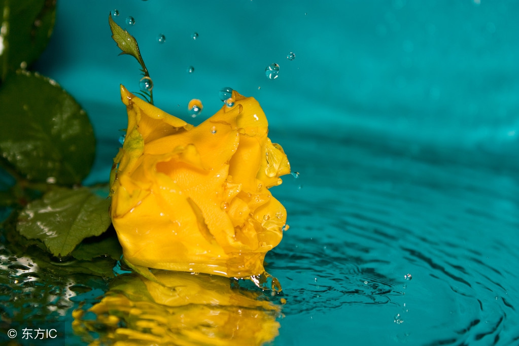 常见玫瑰花种类及图片名称,常见玫瑰花品种和寓意