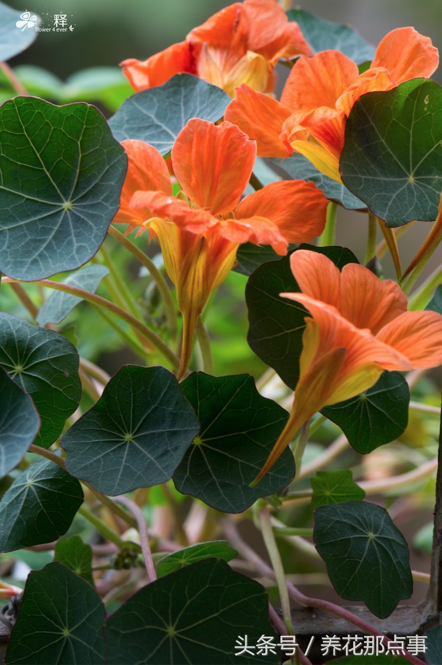 哪些花容易养又容易开花,这3种花漂亮又好养1年能开300多天