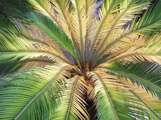 养花怎么处理病虫,养花怎么防止烂根