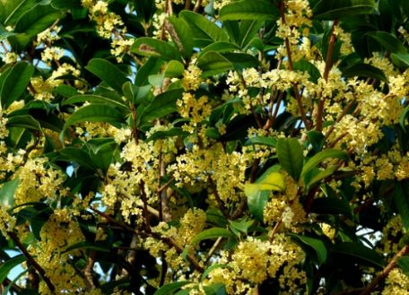 金陵中学河西分校和河西金陵中学,金陵中学河西分校是民办还是公办