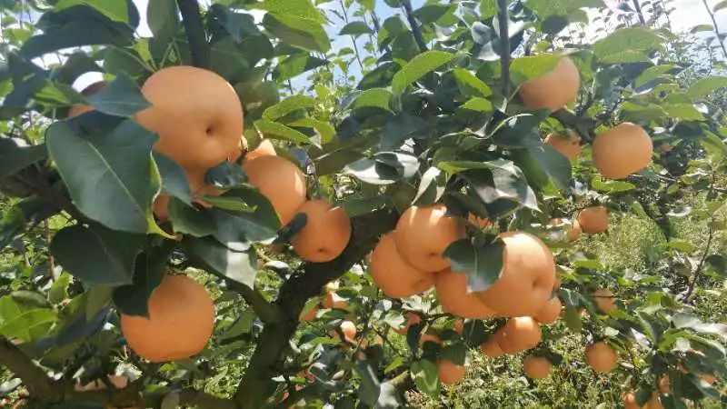 黄金梨丰收的季节,黄金梨丰收